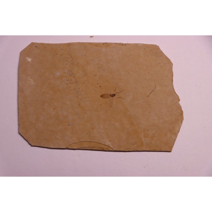 Insect: Diptera   Stampian (Oligocene)   Forcalquier area - Provence - France