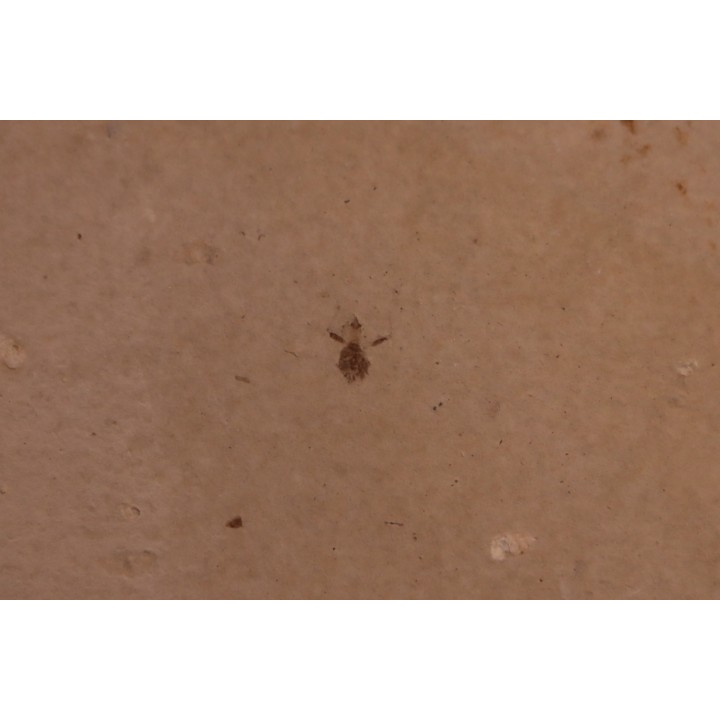 Insect: Diptera   Stampian (Oligocene)   Forcalquier area - Provence - France
