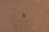 Insect: Diptera Stampian (Oligocene) Forcalquier area - Provence - France