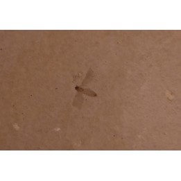 Insect: Diptera   Stampian (Oligocene)   Forcalquier area - Provence - France