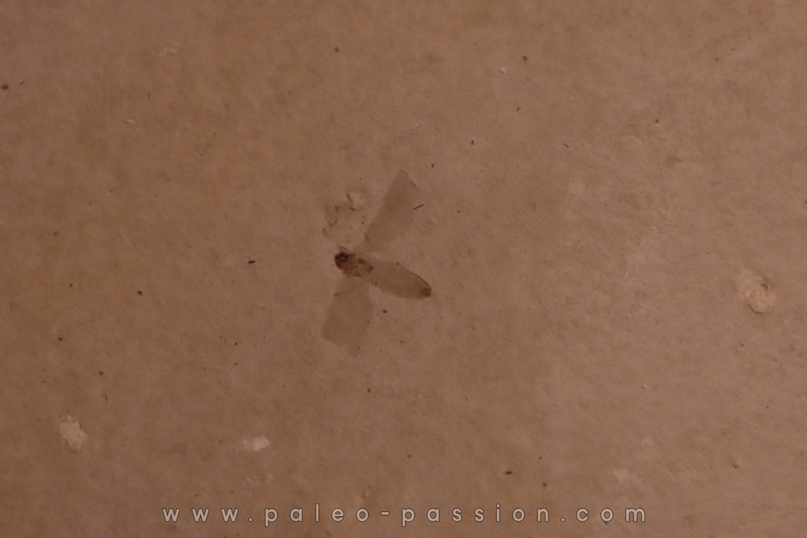 Insect: Diptera Stampian (Oligocene) Forcalquier area - Provence - France