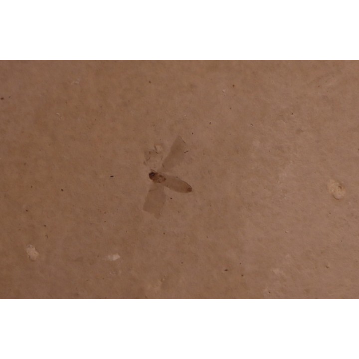 Insect: Diptera   Stampian (Oligocene)   Forcalquier area - Provence - France