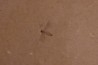 plusieurs Insectes: DIPTERE  stampien (oligocène)  région de Forcalquier (04) - France