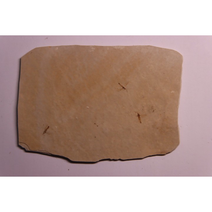 Insect: Diptera   Stampian (Oligocene)   Forcalquier area - Provence - France