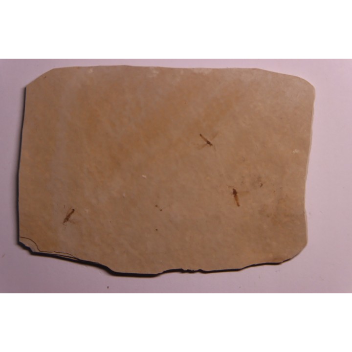 Insect: Diptera   Stampian (Oligocene)   Forcalquier area - Provence - France