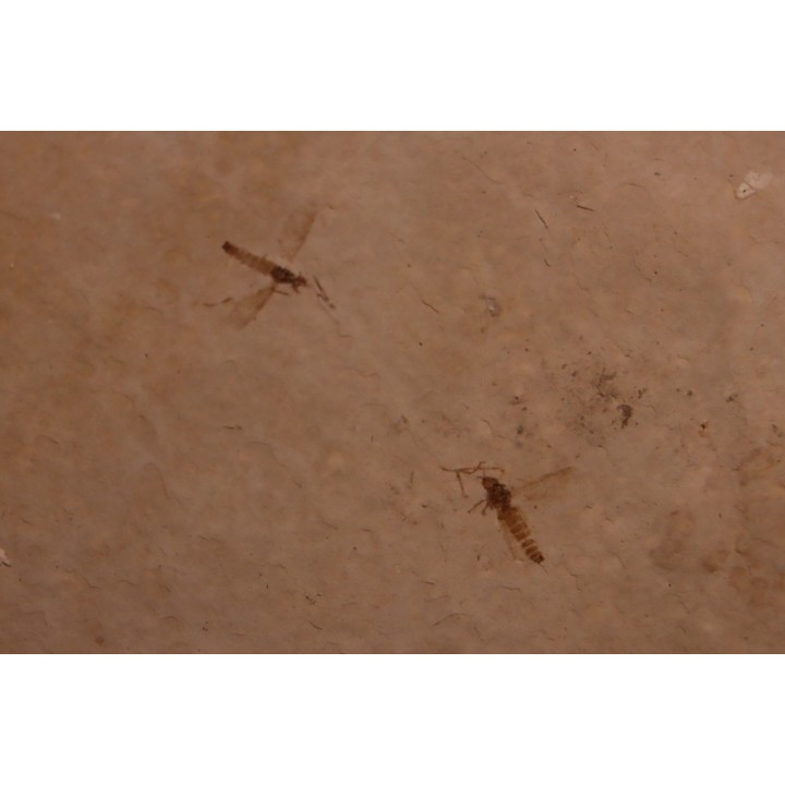 Insect: Diptera   Stampian (Oligocene)   Forcalquier area - Provence - France