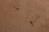 plusieurs Insectes: DIPTERE  stampien (oligocène)  région de Forcalquier (04) - France