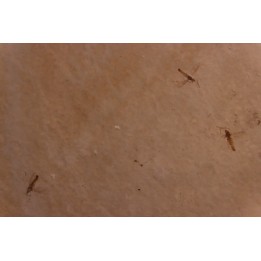 plusieurs Insectes: DIPTERE  stampien (oligocène)  région de Forcalquier (04) - France