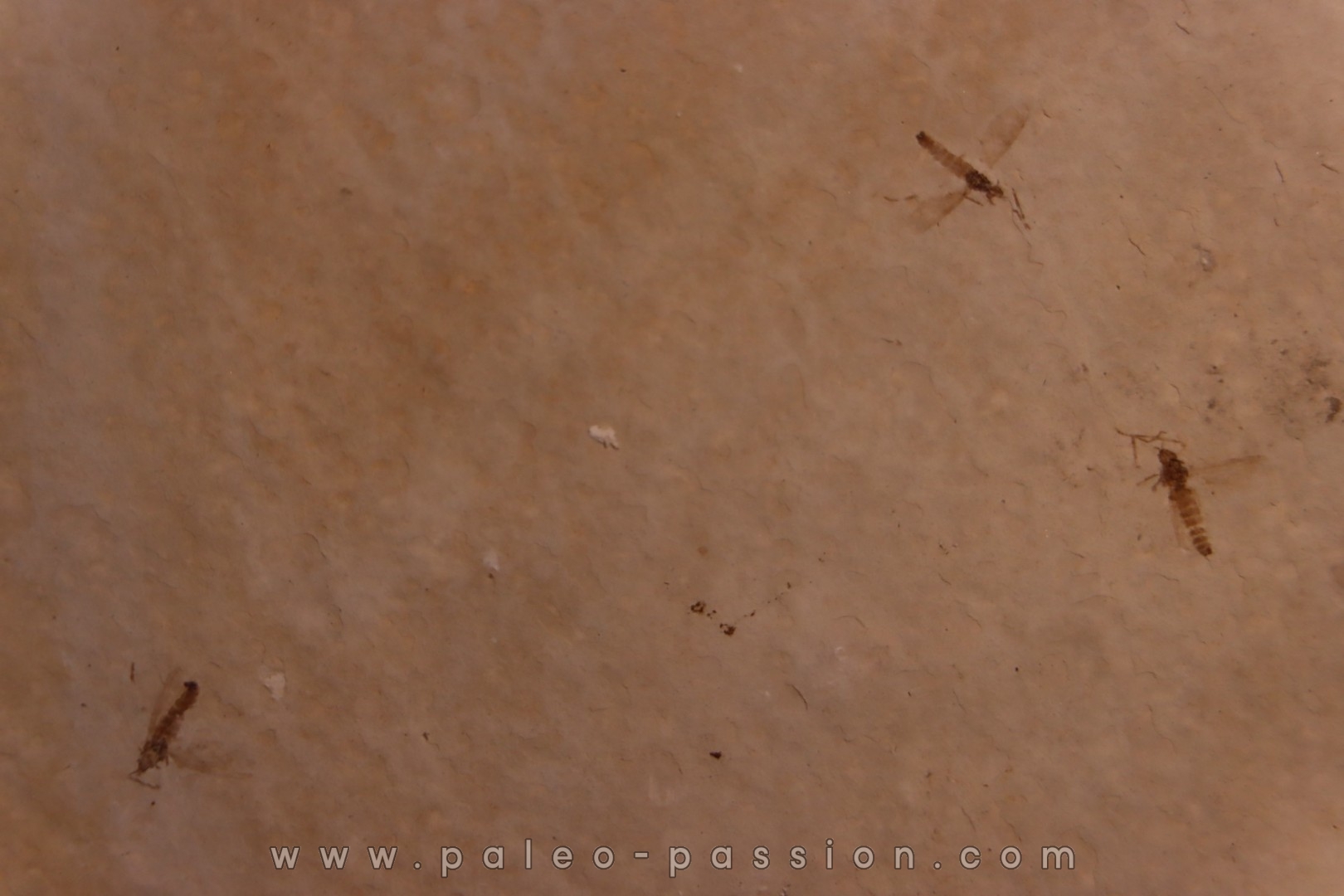 Insect: Diptera Stampian (Oligocene) Forcalquier area - Provence - France