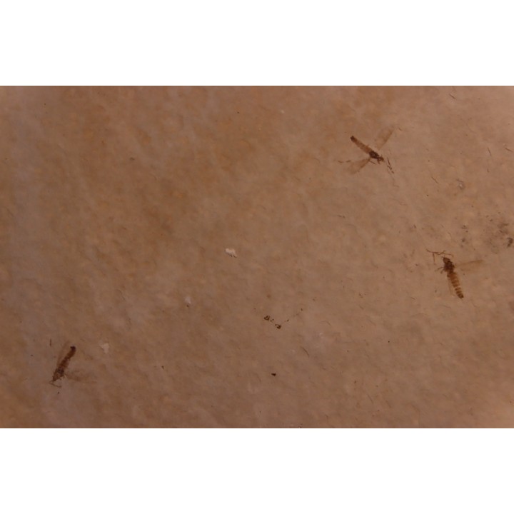 plusieurs Insectes: DIPTERE  stampien (oligocène)  région de Forcalquier (04) - France