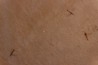 Insect: Diptera Stampian (Oligocene) Forcalquier area - Provence - France