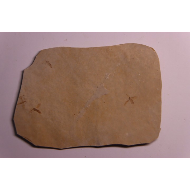 Insect: Diptera   Stampian (Oligocene)   Forcalquier area - Provence - France