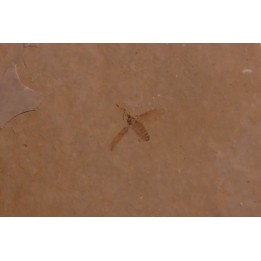 Insect: Diptera   Stampian (Oligocene)   Forcalquier area - Provence - France