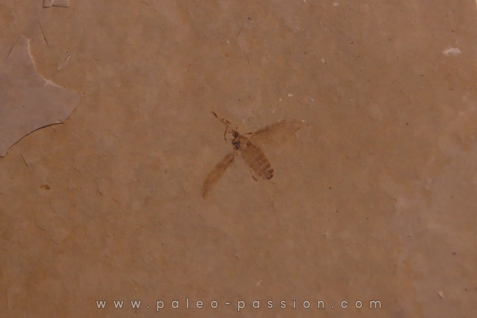 Insect: Diptera Stampian (Oligocene) Forcalquier area - Provence - France
