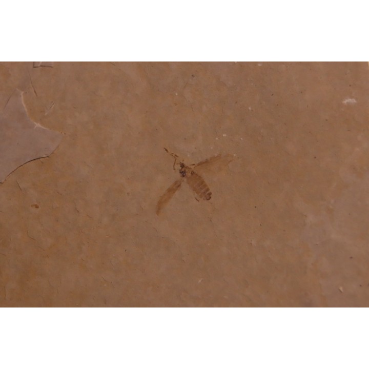 Insect: Diptera   Stampian (Oligocene)   Forcalquier area - Provence - France