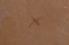 plusieurs Insectes: DIPTERE  stampien (oligocène)  région de Forcalquier (04) - France