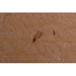 plusieurs Insectes: DIPTERE  stampien (oligocène)  région de Forcalquier (04) - France
