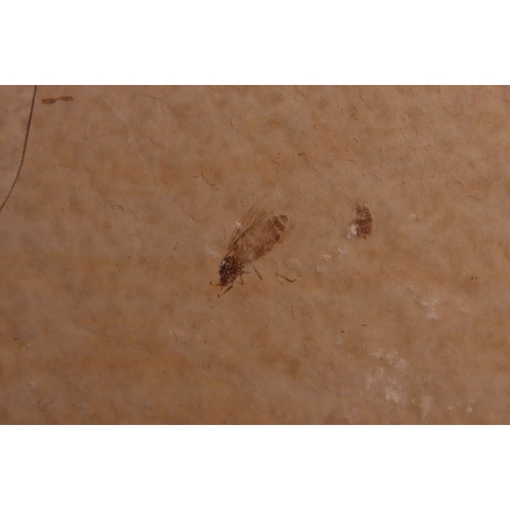 plusieurs Insectes: DIPTERE  stampien (oligocène)  région de Forcalquier (04) - France