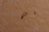 plusieurs Insectes: DIPTERE  stampien (oligocène)  région de Forcalquier (04) - France