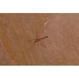 Insect: Diptera   Stampian (Oligocene)   Forcalquier area - Provence - France