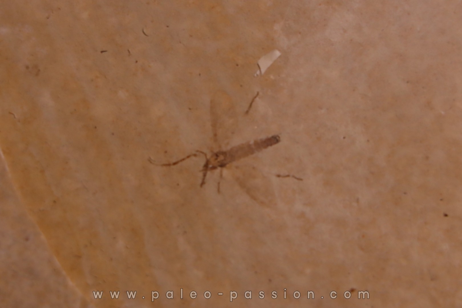 Insect: Diptera Stampian (Oligocene) Forcalquier area - Provence - France