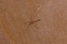 plusieurs Insectes: DIPTERE  stampien (oligocène)  région de Forcalquier (04) - France