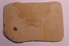 Insect: Diptera Stampian (Oligocene) Forcalquier area - Provence - France