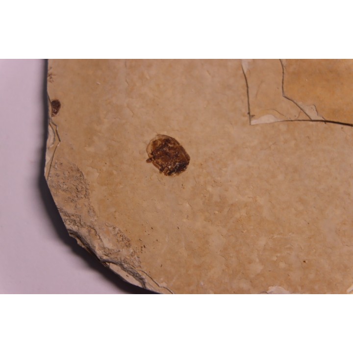 plusieurs Insectes: DIPTERE  stampien (oligocène)  région de Forcalquier (04) - France