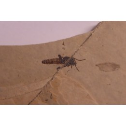 Insect: Diptera   Stampian (Oligocene)   Forcalquier area - Provence - France