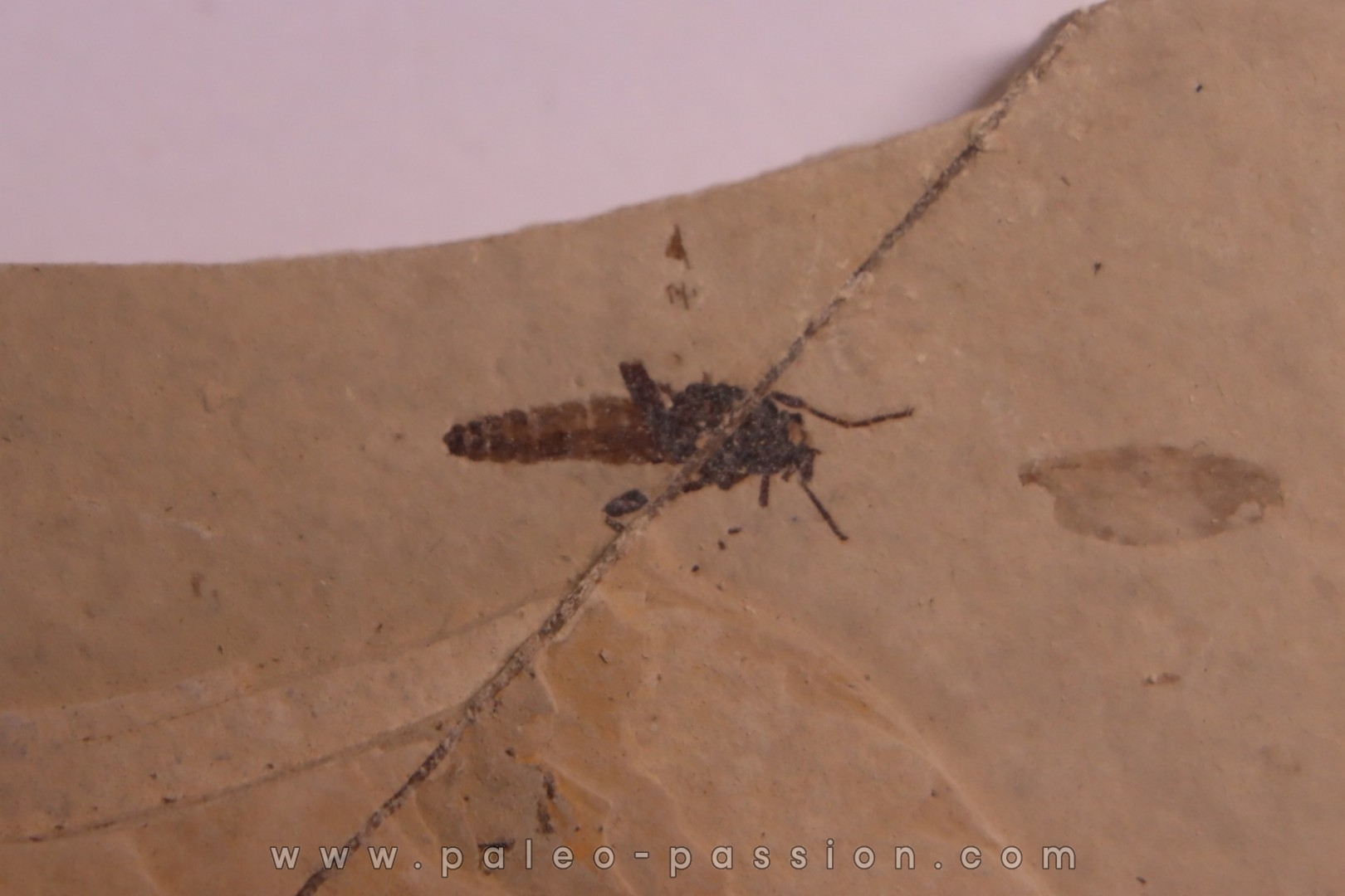 Insect: Diptera Stampian (Oligocene) Forcalquier area - Provence - France