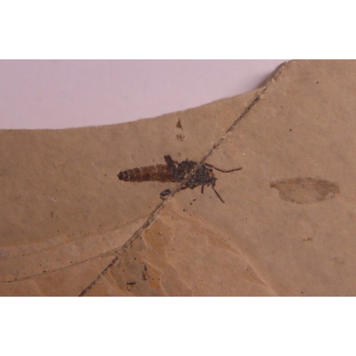 Insect: Diptera   Stampian (Oligocene)   Forcalquier area - Provence - France