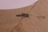 Insecte: DIPTERE  stampien (oligocène)  région de Forcalquier (04) - France