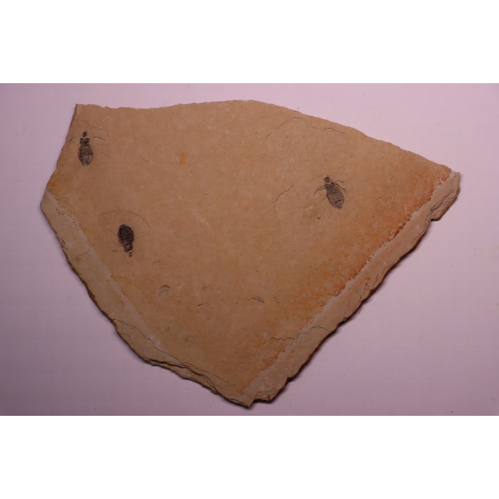 larve de Libellule: Oryctodiplax gypsorum - Miocene,  , Italie