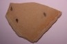 larve de Libellule: Oryctodiplax gypsorum - Miocene,  , Italie