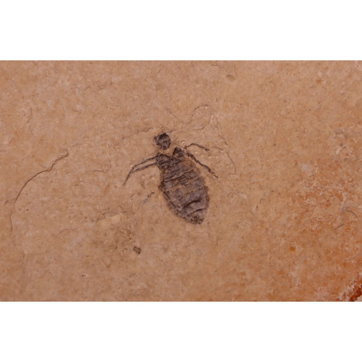 larve de Libellule: Oryctodiplax gypsorum - Miocene,  , Italie