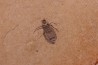 Insect Libellule larva Oryctodiplax gypsorum Miocene, Piemont Area Santa Vittoria, Italiy