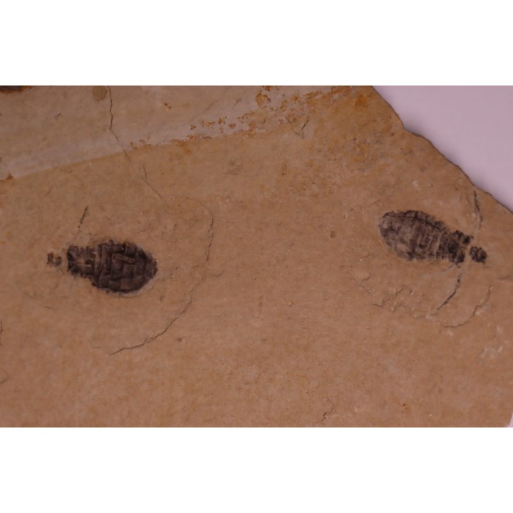 larve de Libellule: Oryctodiplax gypsorum - Miocene,  , Italie
