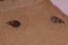 Insect Libellule larva Oryctodiplax gypsorum Miocene, Piemont Area Santa Vittoria, Italiy