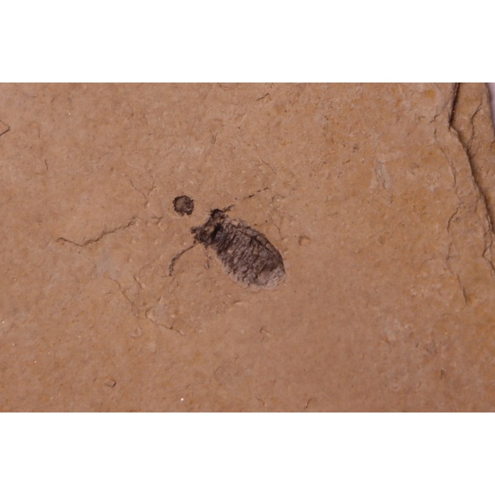 Insect Libellule larva  Oryctodiplax gypsorum  Miocene,  Piemont Area Santa Vittoria, Italiy