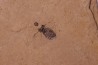 Insect Libellule larva Oryctodiplax gypsorum Miocene, Piemont Area Santa Vittoria, Italiy