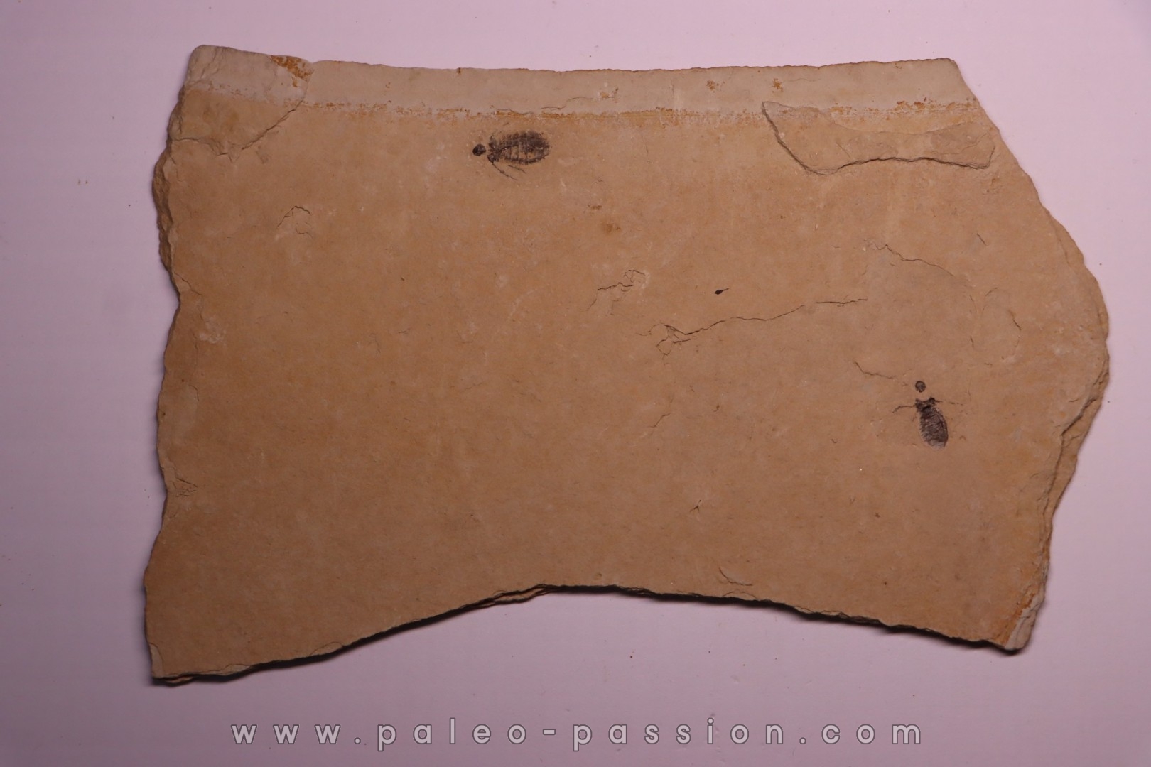 Insect Libellule larva Oryctodiplax gypsorum Miocene, Piemont Area Santa Vittoria, Italiy