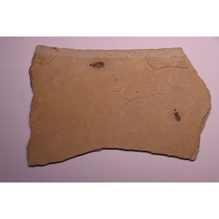larve de Libellule: Oryctodiplax gypsorum - Miocene,  , Italie