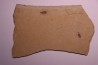 larve de Libellule: Oryctodiplax gypsorum - Miocene,  , Italie