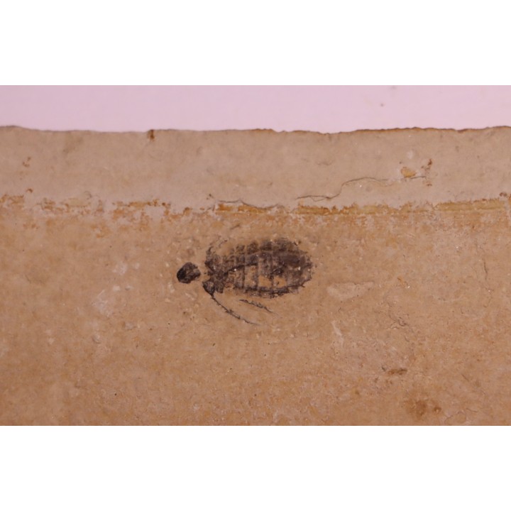 Insect Libellule larva  Oryctodiplax gypsorum  Miocene,  Piemont Area Santa Vittoria, Italiy