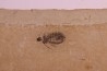 larve de Libellule: Oryctodiplax gypsorum - Miocene,  , Italie