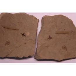 Fleur - eocene - green river fmt - Utah - USA