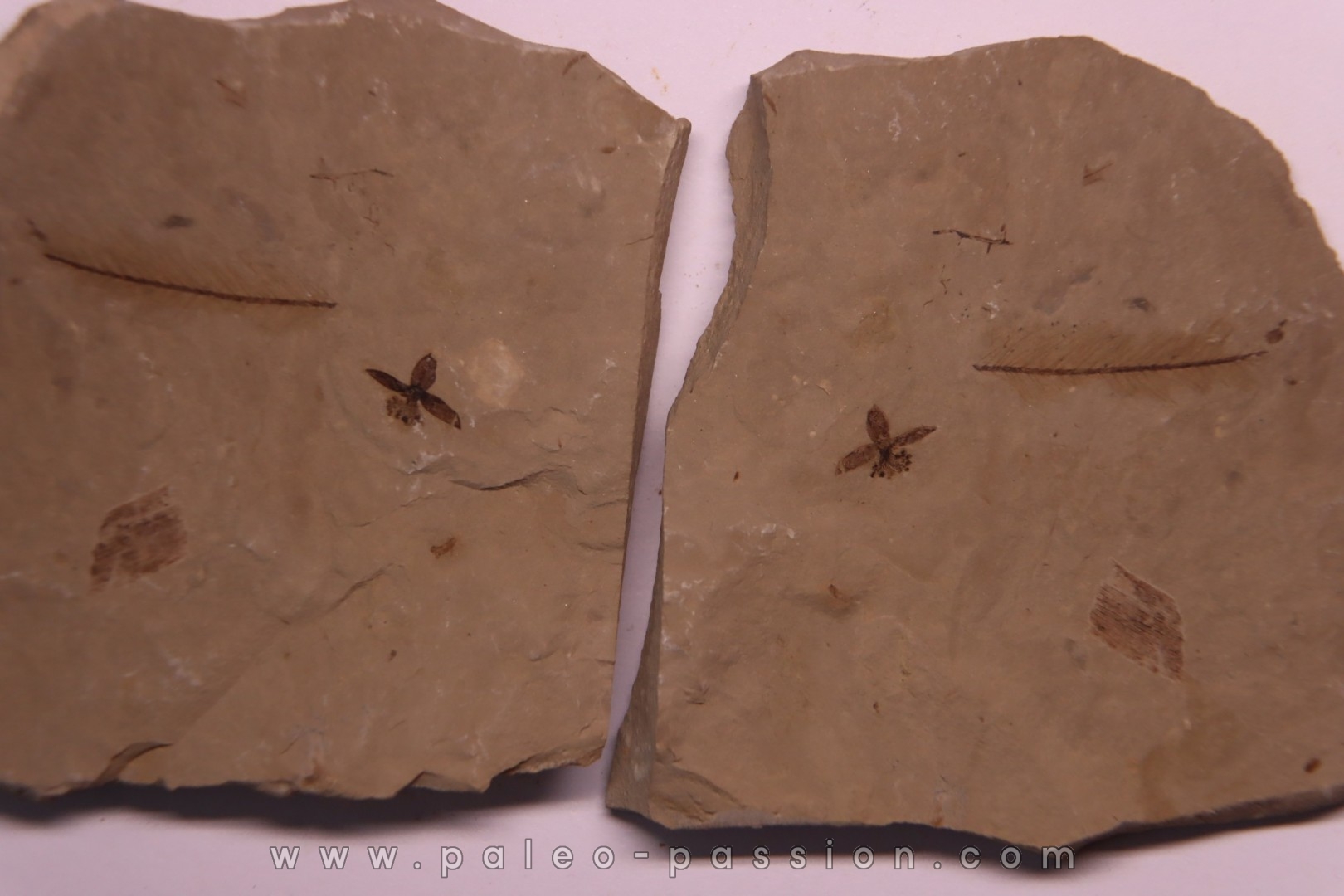 Fleur - eocene - green river fmt - Utah - USA
