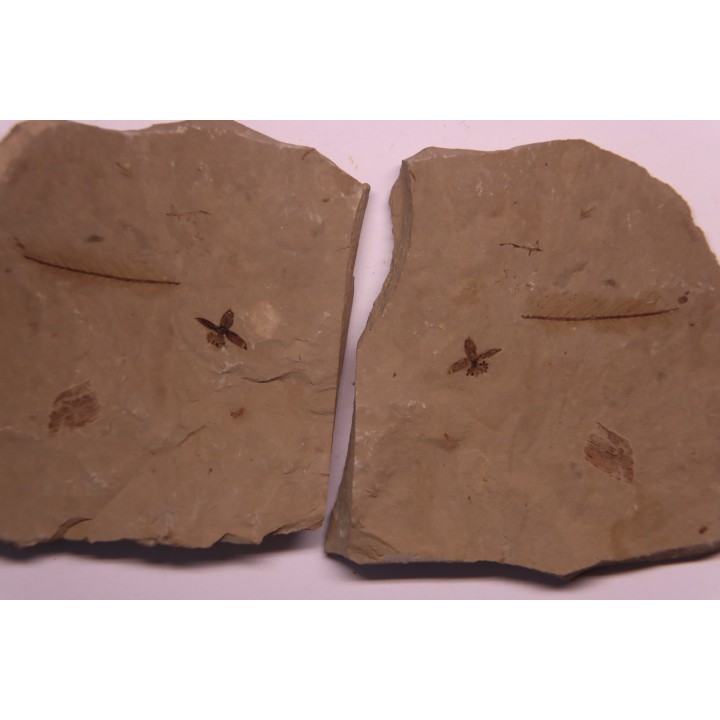 Fleur - eocene - green river fmt - Utah - USA