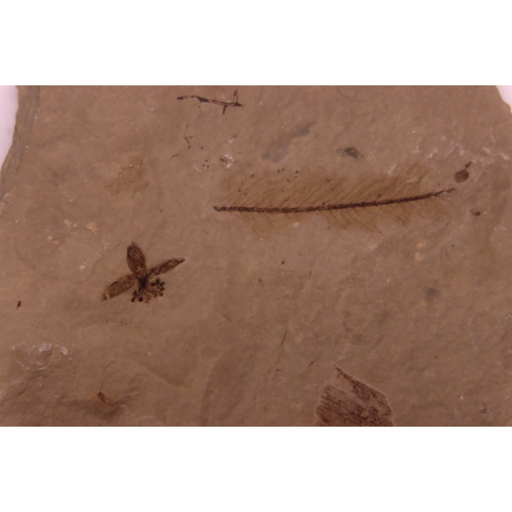 Fleur - eocene - green river fmt - Utah - USA