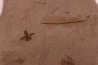 Fleur - eocene - green river fmt - Utah - USA
